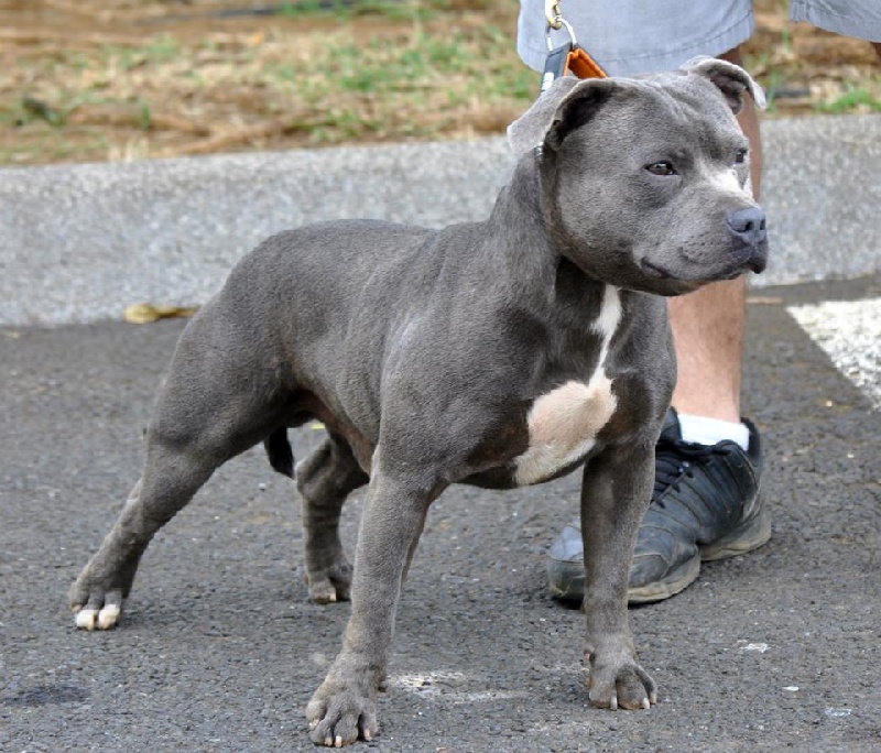 Publication : de bluedogcity 