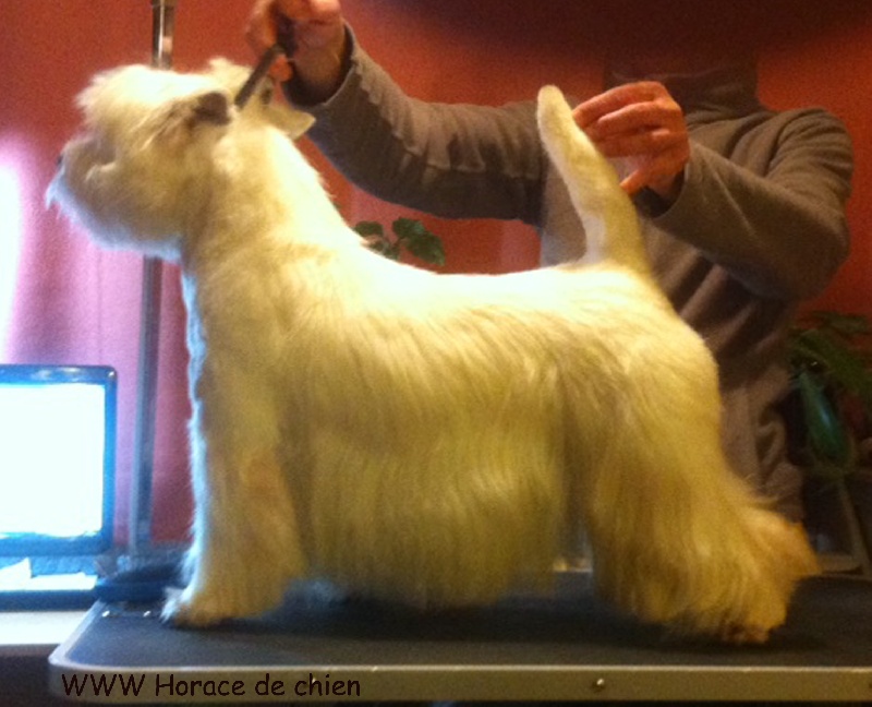 White white west Horace de chien