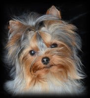 Hocéane elfyk love of Sun Moon