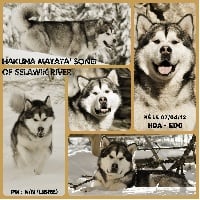 Étalon Alaskan Malamute - CH. Hakuna matata' song of selawik river