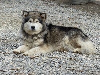 Étalon Alaskan Malamute - Hinook de la Baie de L'Archange