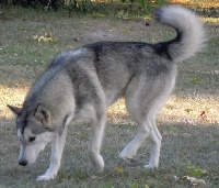 Étalon Alaskan Malamute - Gossip girl of Greystone Shadow