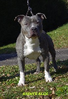 Étalon American Staffordshire Terrier - Abu blue (Sans Affixe)
