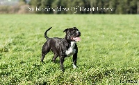 Étalon American Staffordshire Terrier - I'm black widow Of Heart Eaters