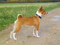 Étalon Basenji - CH. Satin's French'line