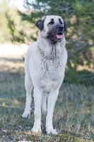 Étalon Berger Kangal - Havane dite halya La Seigneurie Du Domaine D'Eole