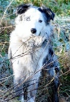 Étalon Border Collie - Jolyjuliet du merle blue