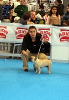 Étalon Bouledogue français - Victoria eugenia de los tarantos