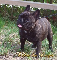 Étalon Bouledogue français - Chantal d'elba de lope