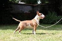 Étalon Bull Terrier - Gangsta Familia's Gigi l'amoroso