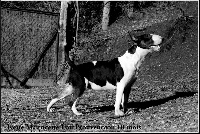 Étalon Bull Terrier - Ivette mauricette lou Prouvencaou