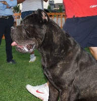 Étalon Cane Corso - Logan della nevaia