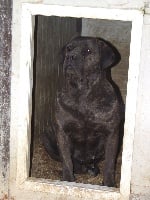Étalon Cane Corso - Clizia della nevaia
