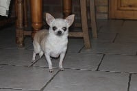 Étalon Chihuahua - Dowanhowee les pyramides de cholula