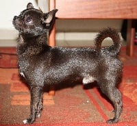 Étalon Chihuahua - magnitka star Oskar velikolepny