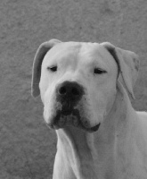 Étalon Dogo Argentino - Gitane Des Pantheres Blanches