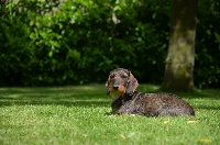 Étalon Dogue allemand - Haphrodite marais de courmont