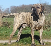 Étalon Fila Brasileiro - Harley hora de bill tom et danouchka du domaine d'en bas