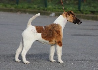 Étalon Fox Terrier Poil lisse - Belfox Mimolette