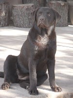 Étalon Labrador Retriever - Indiana du taillis madame