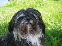 Étalon Lhassa Apso - Ambassador Bod Pa H'bandipur