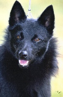 Étalon Schipperke - Gipsy-black des perles noires