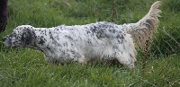 Étalon Setter Anglais - Ipsy du fief de la Garenne