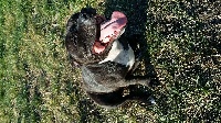 Étalon Staffordshire Bull Terrier - Hypso De La Cite Des Coeurs