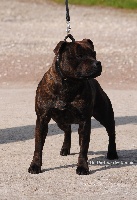 Étalon Staffordshire Bull Terrier - lackyle Ceann feadhna