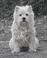 Étalon West Highland White Terrier - Eiko De la paix retrouvee