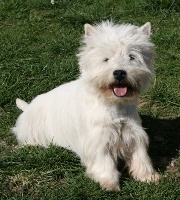 Étalon West Highland White Terrier - Ixel Des coeurs d'alène