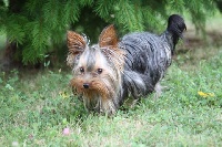Étalon Yorkshire Terrier - Hiatus de la Chataigniere