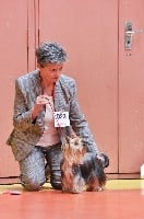 Étalon Yorkshire Terrier - Hinaé of lady ophélie