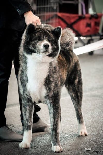 Nihon shu Chuken Shogoun Go