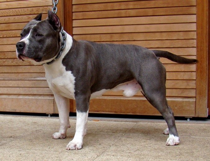 Publication : hell's line 