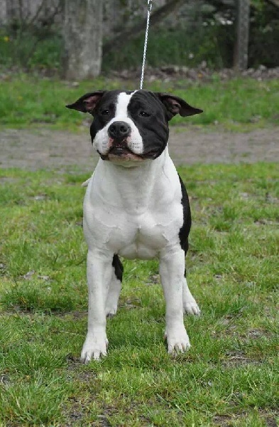 Publication : Of Ultimate Fighters