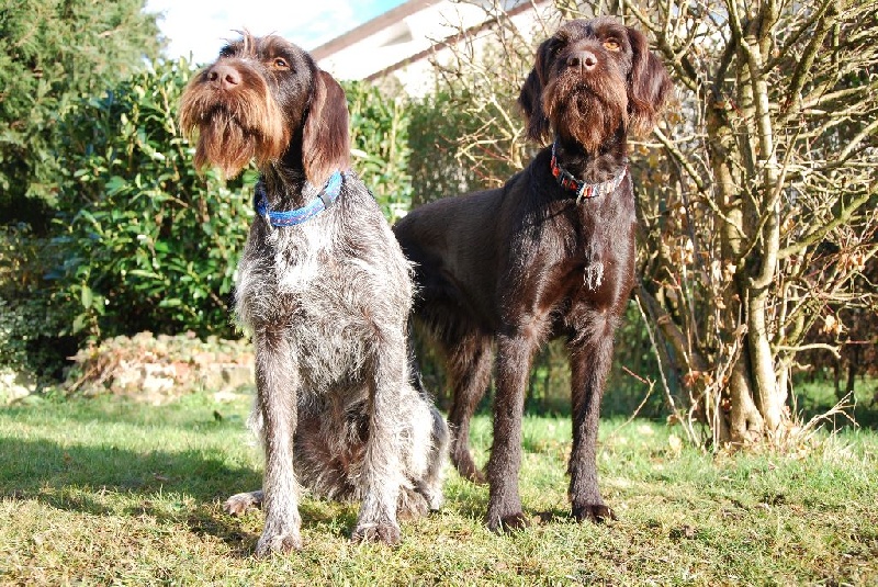 Publication : Des Plaines De La Goulisse Auteur : Christine LAMY