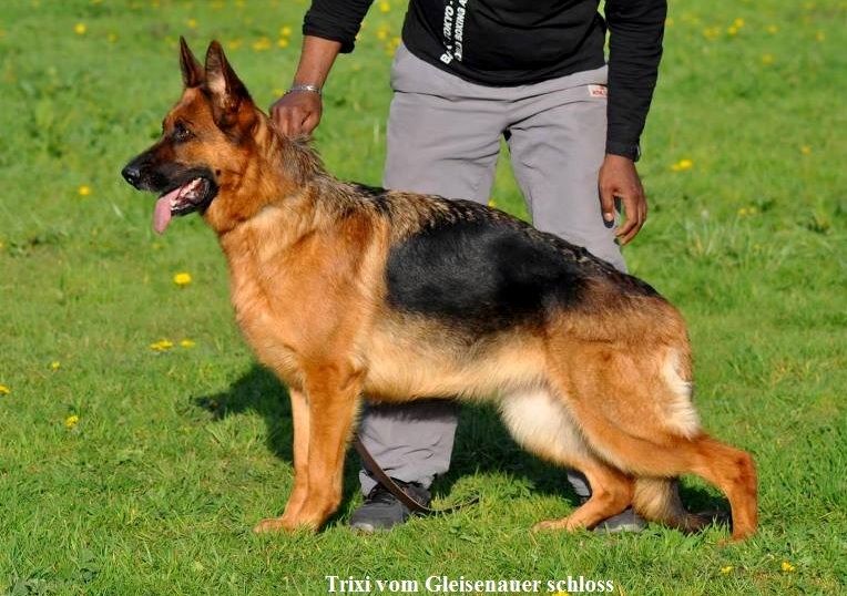 Publication : du Verger des louves Auteur : SAINT MARTIN