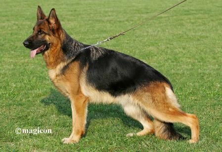 CH. Va1(ostluxbel)lyra vom radhaus