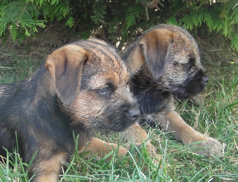 Publication : de la tour de milandre Auteur : Les Roches du Mettey