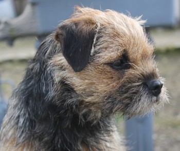 Publication : de la vallée du grand loup 