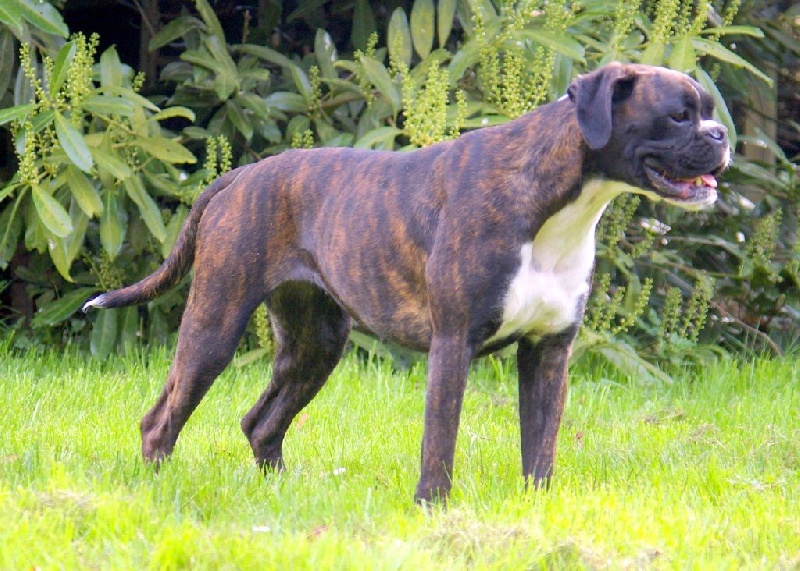 Humba for ever Rebelle