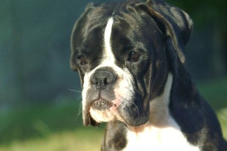 Publication : des hauts de soyons Auteur : Camille Baudrand