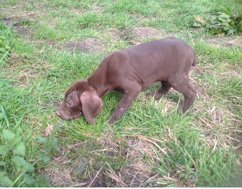 Publication : De La Vallée Du Chapitre Auteur : De La Vallée Du Chapitre