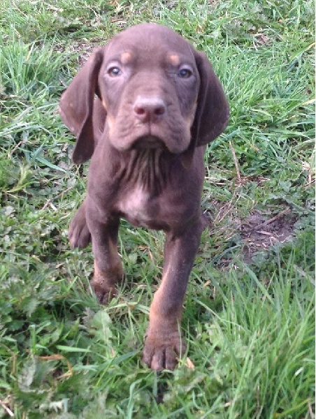 Publication : De La Vallée Du Chapitre Auteur : De La Vallée Du Chapitre