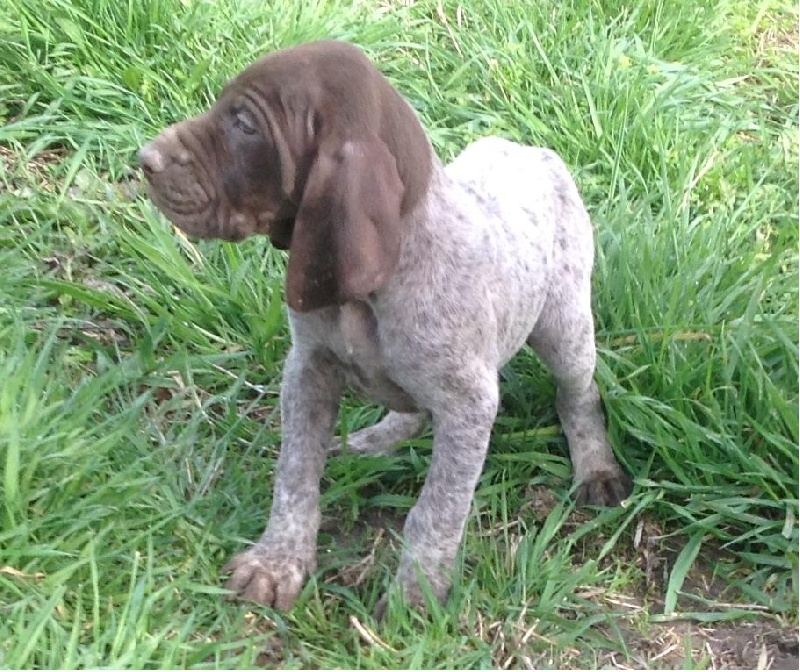 Publication : De La Vallée Du Chapitre Auteur : De La Vallée Du Chapitre