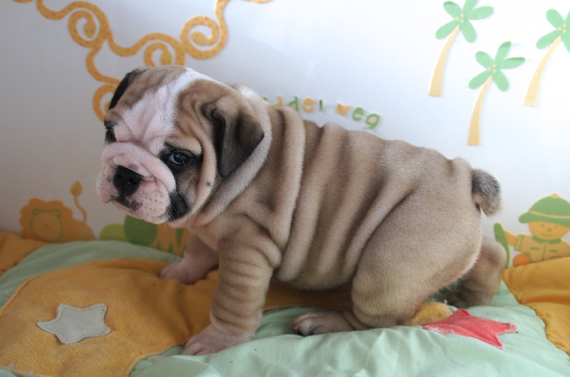  Auteur : Pascale Cambier