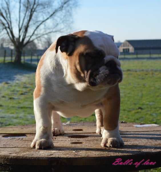 Publication : bull's of love