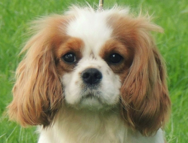 Publication : Des bonnes bouilles Auteur : Christine PREVOTS