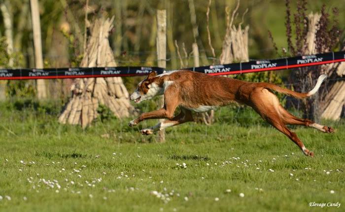 Publication : de la dehannaie 